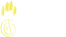 Pando Festival
